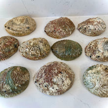 Abalone Shell Smudge Bowl